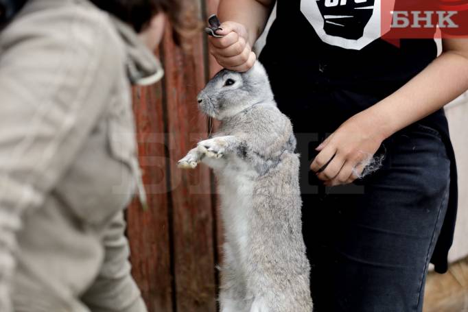 В Сосногорске бродячие собаки растерзали полсотни кроликов