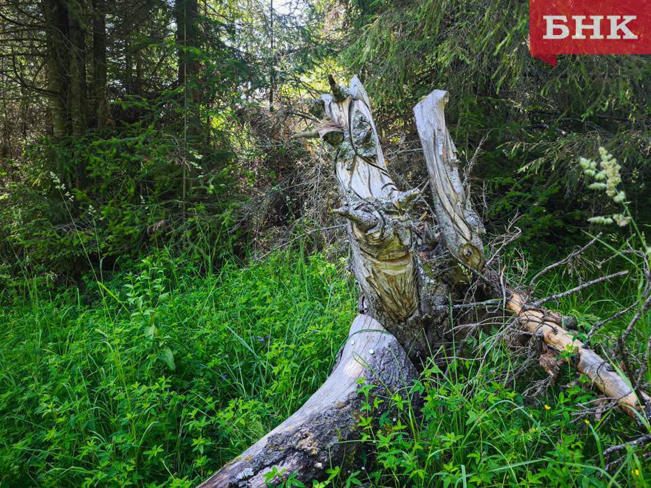 Весной 2026-го в Коми появятся три особо охраняемых природных территории