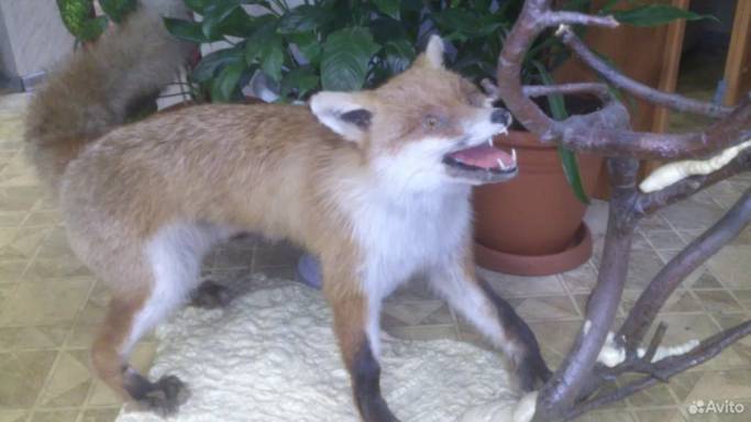 Окаменевшая молния, противогаз и подпись Тома Круза: необычные предметы для коллекционирования в Коми