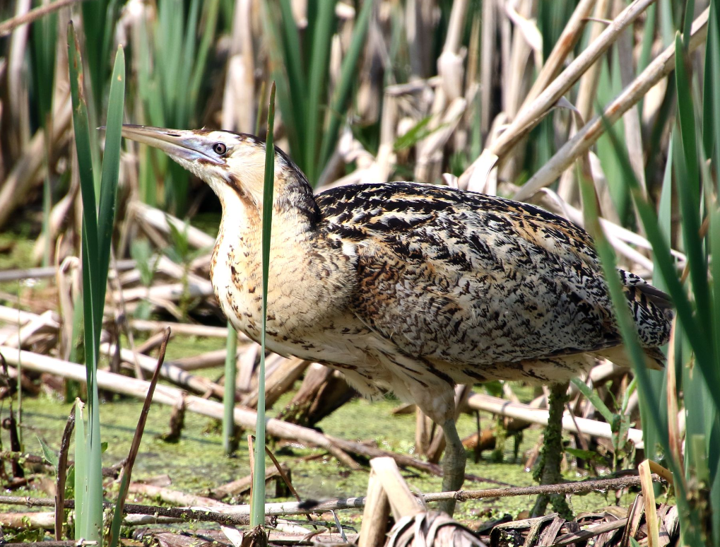 «Заповедная Коми»: какую песню «поют» самцы большой выпи своим партнершам
