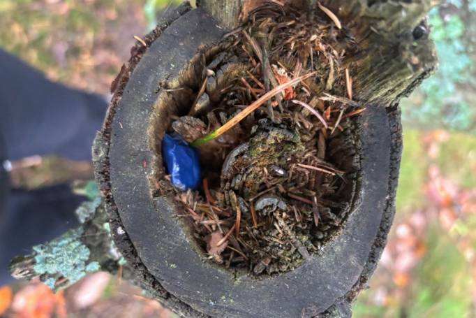 В сыктывкарском лесу задержали закладчика