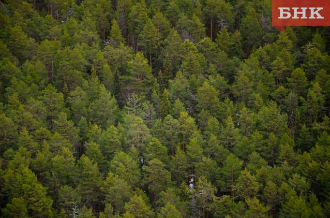 Где в Коми растут 220-летние кедры