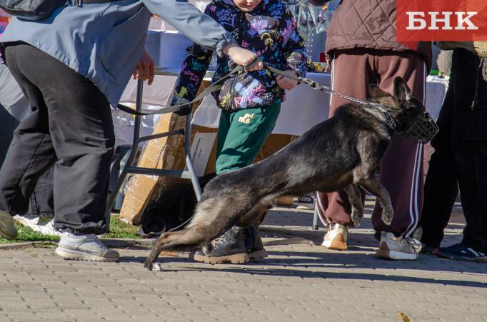 Бездомных собак в Коми планируют тестировать на агрессивность