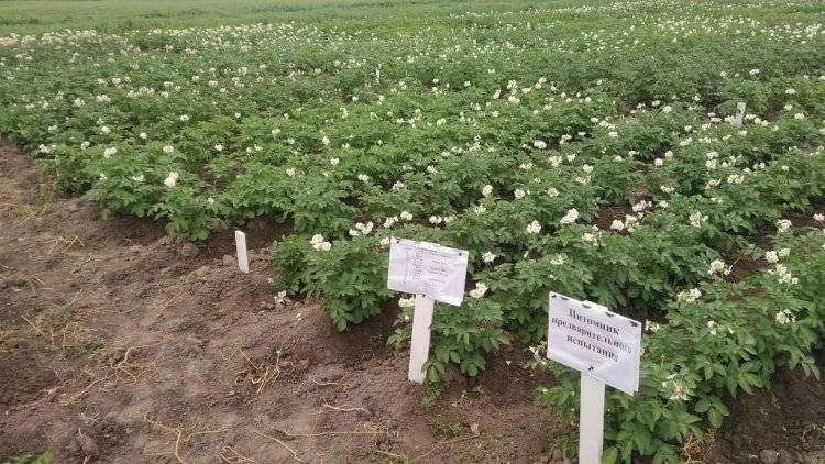 В Коми испытывают сорта картофеля уральской, архангельской и белорусской селекций