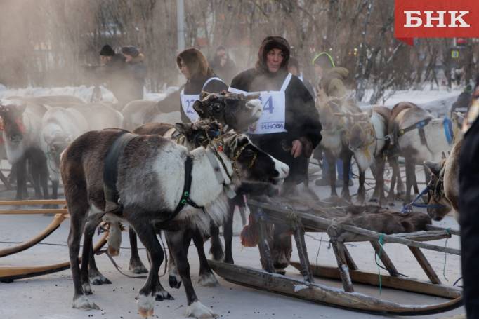 В Коми отправили на убой 6938 оленей