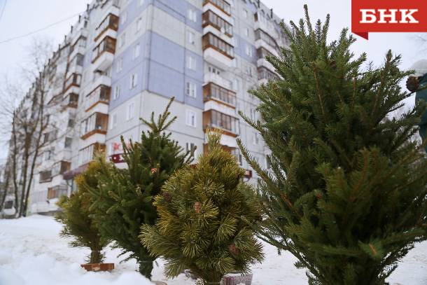Ель, сосна или пихта: ученые дали советы по выбору новогоднего дерева