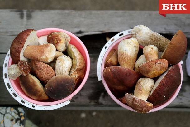Гастроэнтеролог объяснила, кому опасны грибы