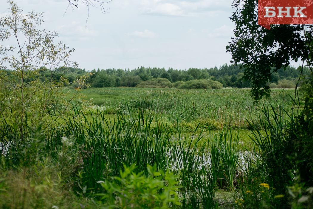 Роспотребнадзор предостерег от купания в водоемах с утками