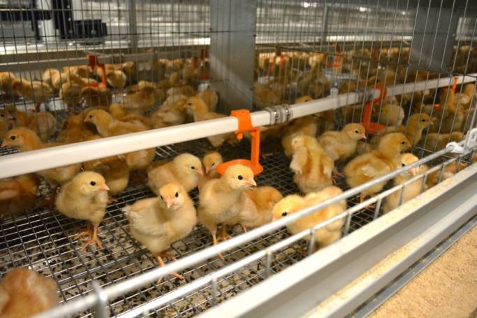 «Цыплят по осени считают»: к сентябрю будущие несушки «Зеленецкой птицефабрики» начнут нести первые яйца