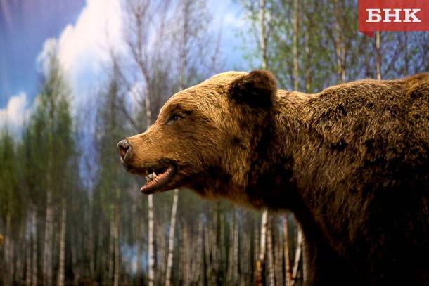 На дырносских дачах заметили медведя