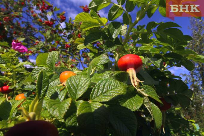 Назван продукт с рекордным содержанием витамина С