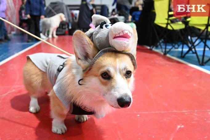 Эксперты составили правила посещения массовых мероприятий с собакой