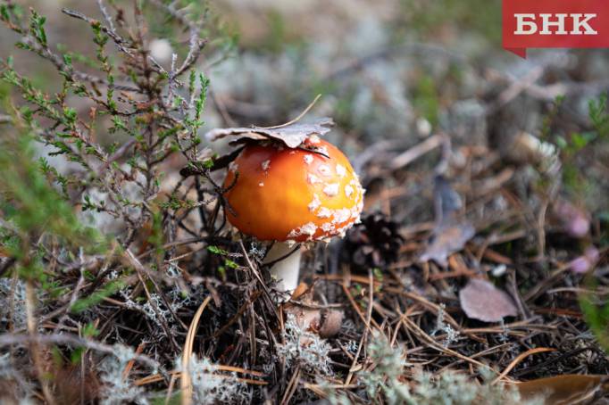 Жителя Усинска наказали за грибы из леса