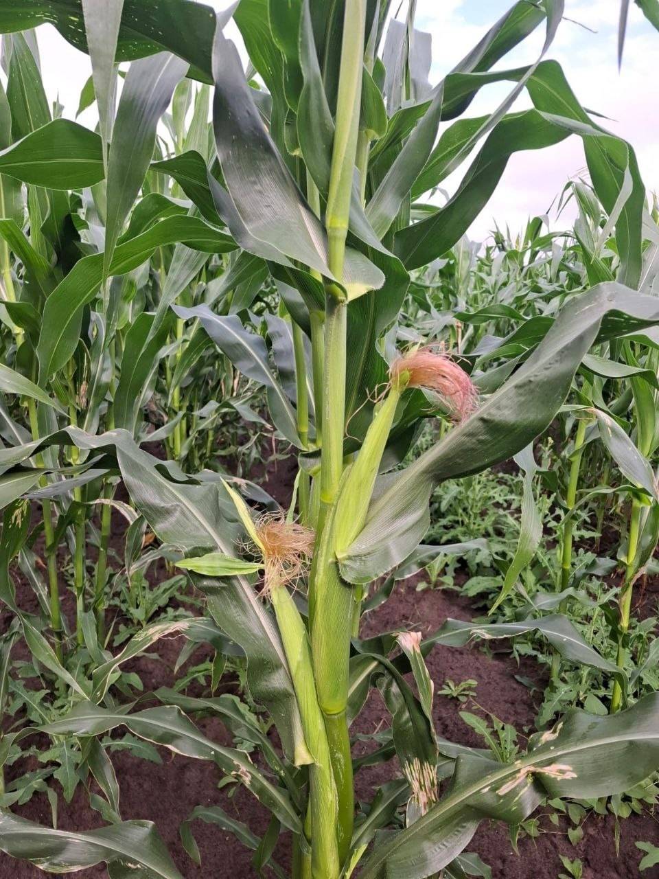 kukruku1.jpg kukruku1.jpg