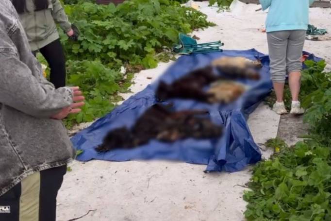 Владелице передержки в Выльгорте, где погибли 8 собак, изменили приговор из-за беременности