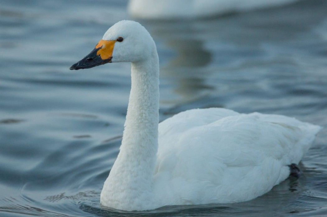 «Заповедная Коми»: где найти малого лебедя